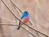 Rose-bellied Bunting - Photo (c) Sergey Yeliseev, some rights reserved (CC BY-NC-ND)