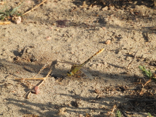 Pale Snaketail
