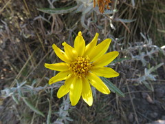 Senecio mairetianus