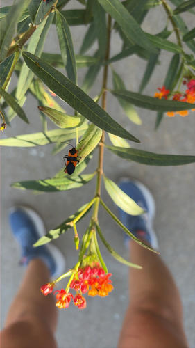 Large Milkweed Bug