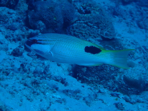 Bodianus bilunulatus observed 2026-09-01