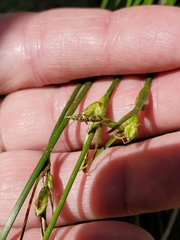 Carex multicaulis