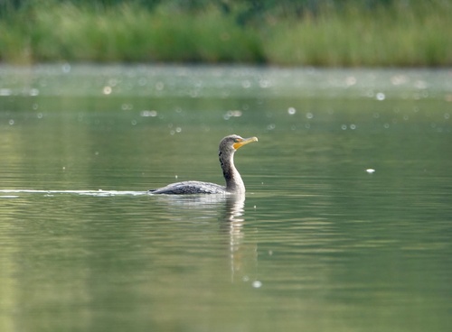 Double-crested Cormorant