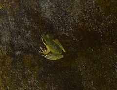 Odorrana hosii