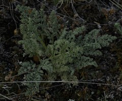 Lomatium foeniculaceum