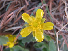 Ranunculus multicaulis