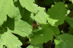 Aglaostigma semiluteum
