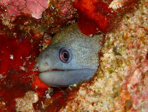 Gymnothorax buroensis observed 2026-09-02