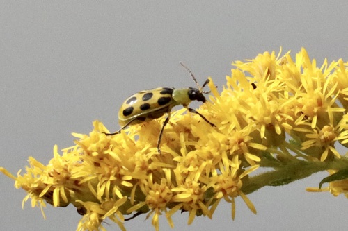 Spotted Cucumber Beetle