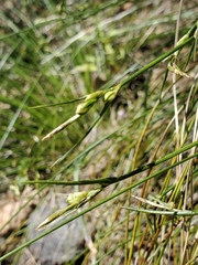 Carex multicaulis