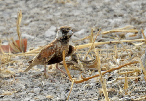 iNaturalist image