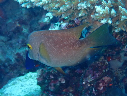 Ctenochaetus truncatus observed 2026-09-02