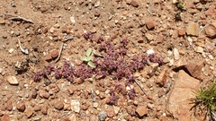 Chorizanthe polygonoides longispina
