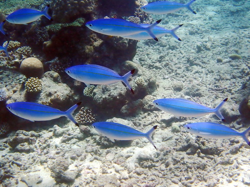 Caesio varilineata observed 2026-09-02