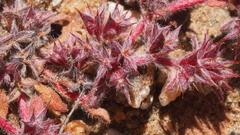 Chorizanthe polygonoides longispina