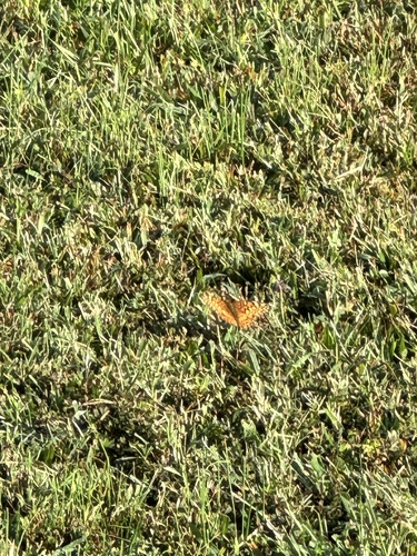 Variegated Fritillary