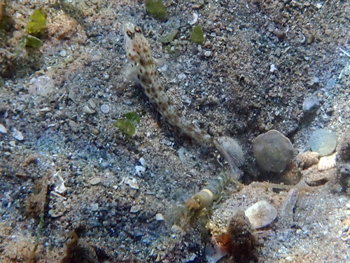Vanderhorstia ornatissima observed 2026-09-02
