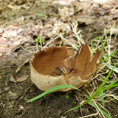 Helvella acetabulum