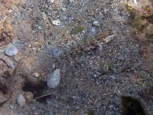 Vanderhorstia ornatissima observed 2026-09-02