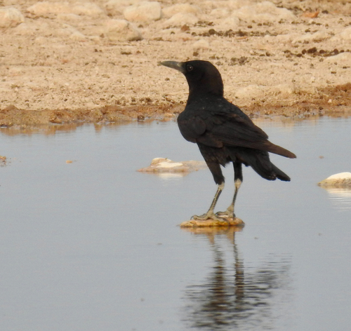 iNaturalist image