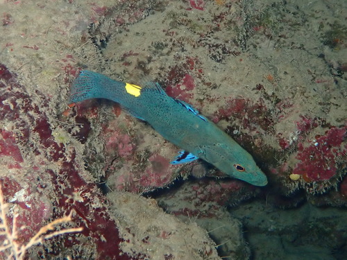 Belonoperca chabanaudi observed 2026-09-03