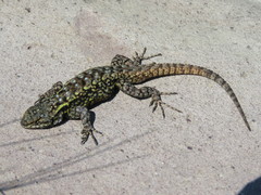Sceloporus anahuacus