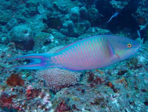 Scarus tricolor observed 2026-09-03