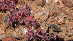 Chorizanthe polygonoides longispina