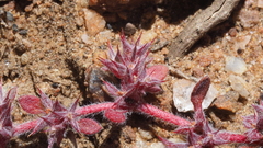 Chorizanthe polygonoides longispina