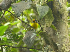 Myioborus melanocephalus