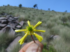 Ranunculus multicaulis