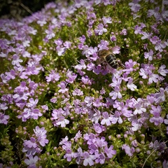 Thymus caespititius