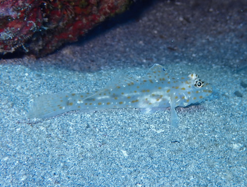Fusigobius pallidus observed 2026-09-04