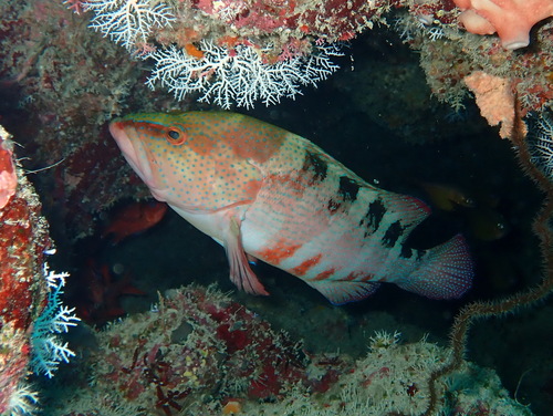 Cephalopholis sexmaculata observed 2026-09-04