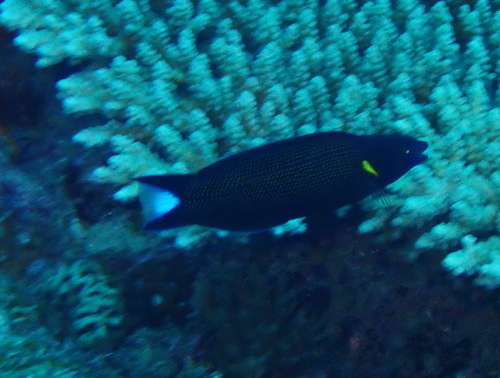 Labropsis xanthonota observed 2026-09-04