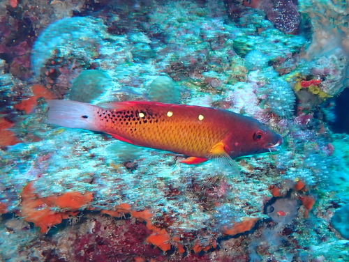 Bodianus diana observed 2026-09-04