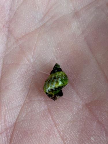 Littorina scutulata observed 2026-10-08