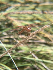 Libellula saturata