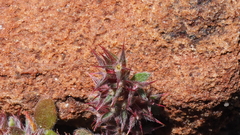 Chorizanthe polygonoides longispina