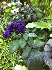 Heliotropium arborescens