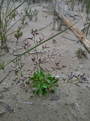 Limonium auriculae-ursifolium