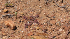 Chorizanthe polygonoides longispina