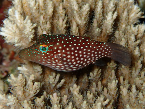 Canthigaster janthinoptera observed 2026-09-04
