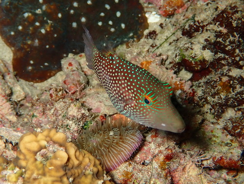 Canthigaster janthinoptera observed 2026-09-04