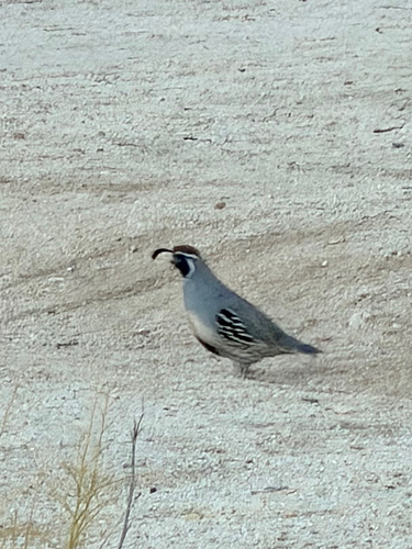 Gambel's Quail observed by oliver_wancier