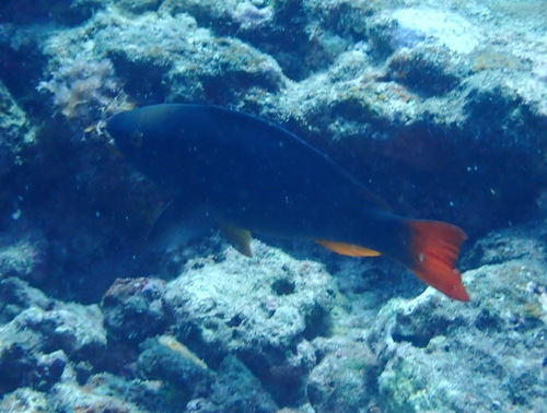 Scarus tricolor observed 2026-09-05
