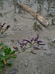 Limonium auriculae-ursifolium