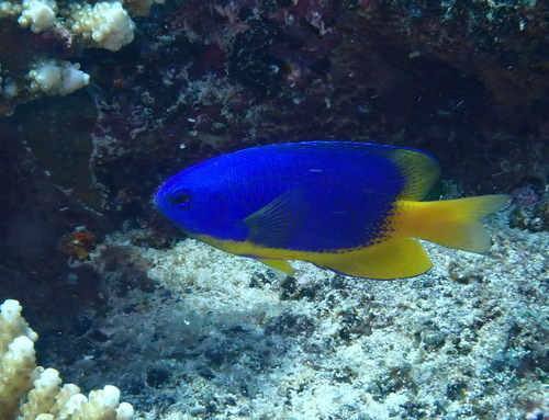 Pomacentrus caeruleus observed 2026-09-05