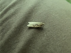Semioscopis packardella