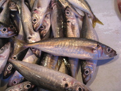 Decapterus russelli